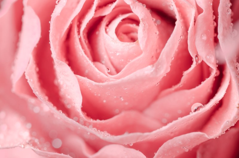 Pembe Gül Duvar Posteri