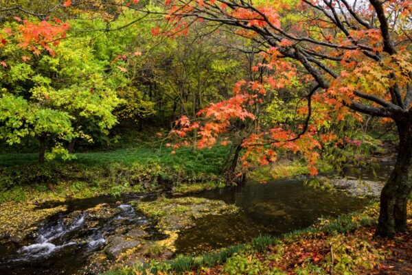 Orman ve Son Bahar Ağaçları Nehir Manzaralı Duvar Posteri
