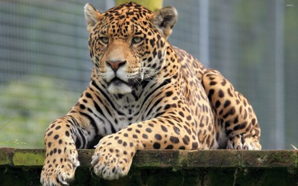 Jaguar Duvar Posteri