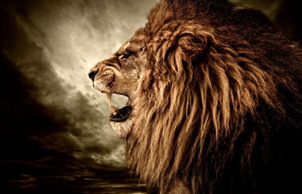 Vahşi Aslan 3D Duvar Posteri