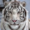 Beyaz Bengal Kaplanı Duvar Posteri