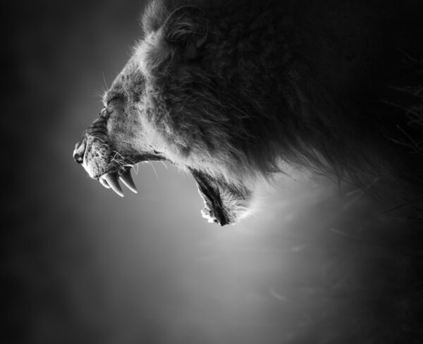 Aslan Kükrerken Duvar Posteri