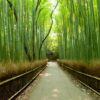 Japonya Bambu Ormanı Duvar Posteri