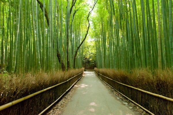 Japonya Bambu Ormanı Duvar Posteri