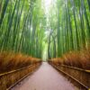 Japonya Bambu Ormanı Duvar Posteri