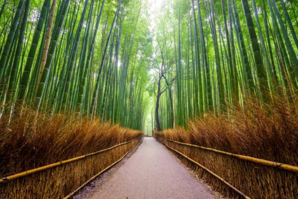 Japonya Bambu Ormanı Duvar Posteri