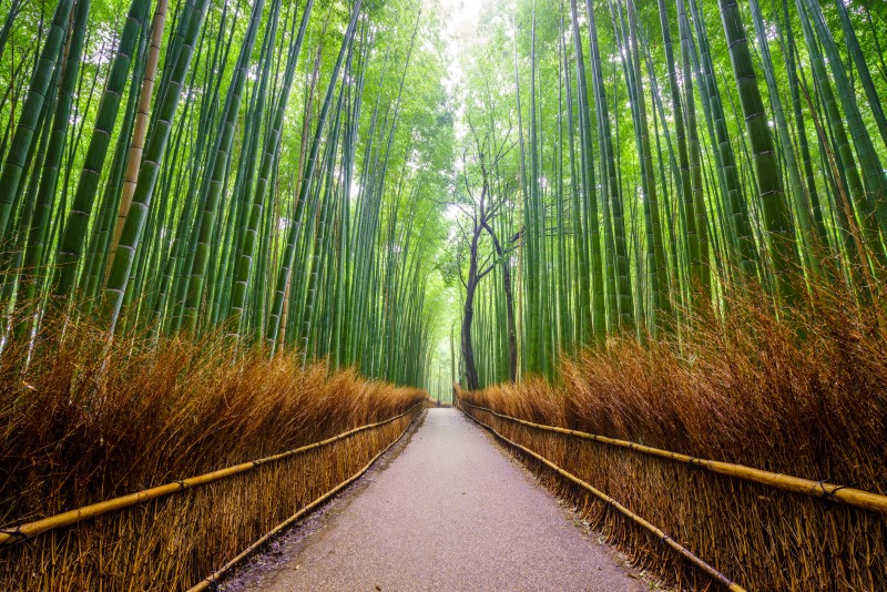 Japonya Bambu Ormanı Duvar Posteri