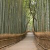 Japonya Bambu Ormanı Duvar Posteri