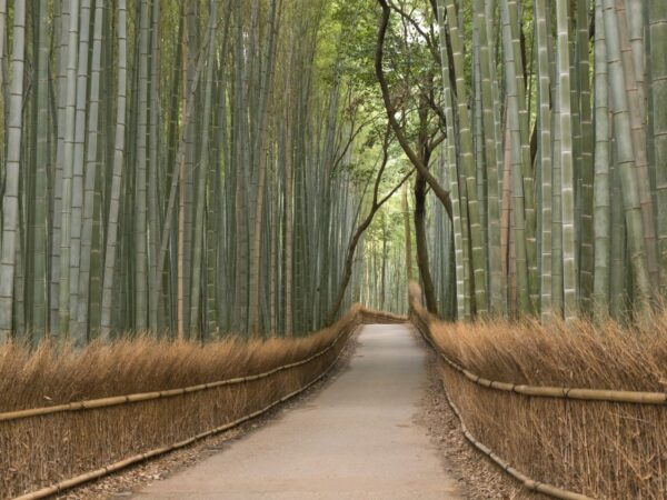 Japonya Bambu Ormanı Duvar Posteri