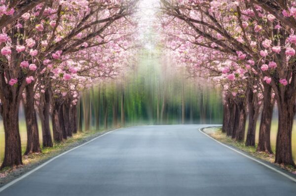 Çiçekli Park Ağacı Duvar Posteri