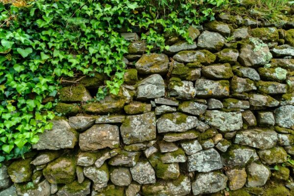 ivy on the stone wall Taş Duvar Üzerinde Yeşil Yapraklar Duvar Posteri