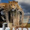 Jaguar Duvar Kağıdı N603